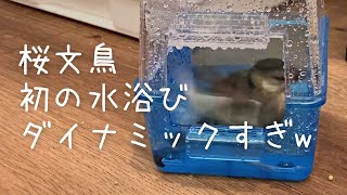 【桜文鳥】初めての水浴びが想像以上にスゴかった・・・ Java sparrow