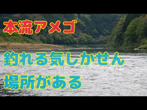 本流アメゴ(アマゴ)  釣れる気しかせん！