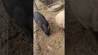 The Boys: Male Pet Pigs get Loving