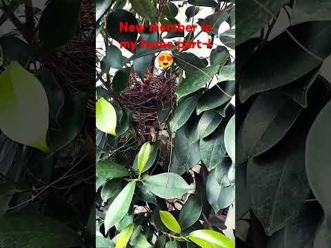 New member in my home part-I (without editing)#plants #viral #bulbul #shorts