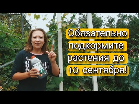 Чем Подкормить Растения в Саду и Огороде До 10 Сентября | Лучшая подкормка для растений осенью!