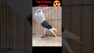 Top 5 fancy pigeon note for sale #pigeon #viral #top #video #kabutar