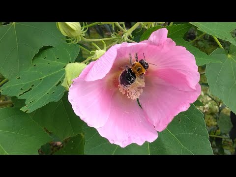 七転び八起きダルマ寺の芙蓉／癒しのタイムチャンネル