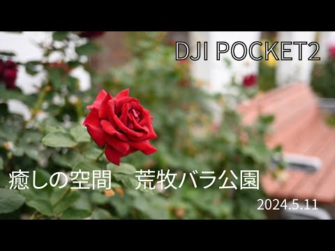 癒しの空間：荒牧バラ公園で写真撮影、兵庫県伊丹市、DJI POCKET2