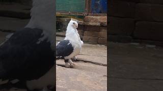 Black Shield Male MASHALLAH 😍 Satinatte Pigeons 🕊 Kabutar Status