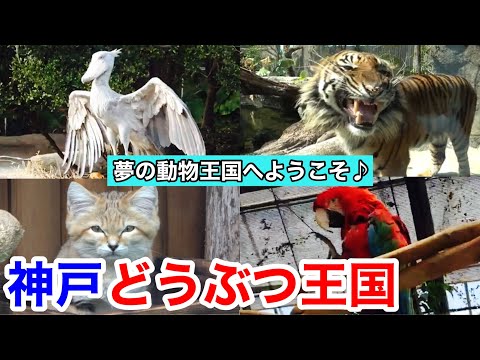 【神戸観光】夢の動物王国は感動の連続！神戸どうぶつ王国/ Kobe Animal Kingdom