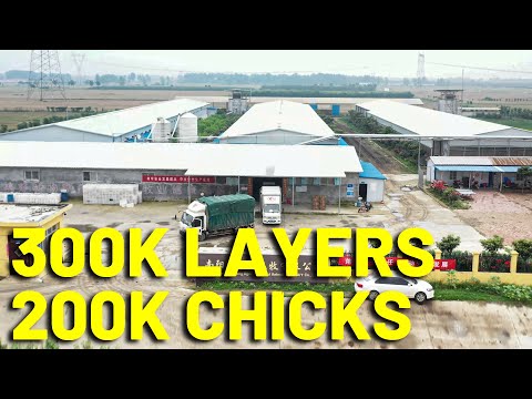 1080P 300K Layers + 200k Chicks Farm You Never Watch Before