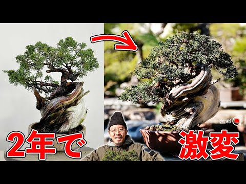 [Juniper] skeleton creation → cultivation → tailoring" [Bonsai Q]