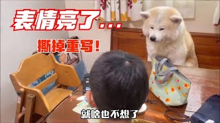 秋田犬監督孩子學習，中途卻被“收買”了，狗子太現實了吧|秋田