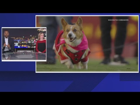 Corgis race ahead of Commanders victory