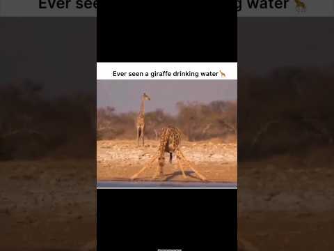 seen ek geeraf 🦒 🦒 🦒 drinking water #motivation #shortsfeed #youtube #attitude #studentsmotivation