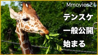 アミメキリンのテンスケ　円山動物園で公開始まる Somali Giraffe