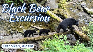 Black Bear and Wildlife Exploration (KE12) at Ketchikan on the Disney Wonder (Alaskan Cruise)