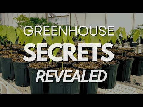 Greenhouse Secrets: The Ultimate Plant Gossip 🌱😂