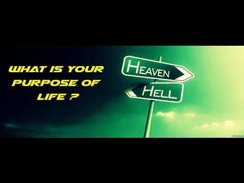 what's the purpose of life ?