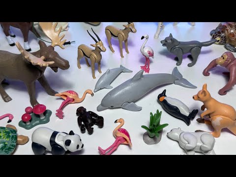 Animals, Sea Animals, Polar Bear, Panda, Flamingo, Lion, Shark, Whale, Wolf