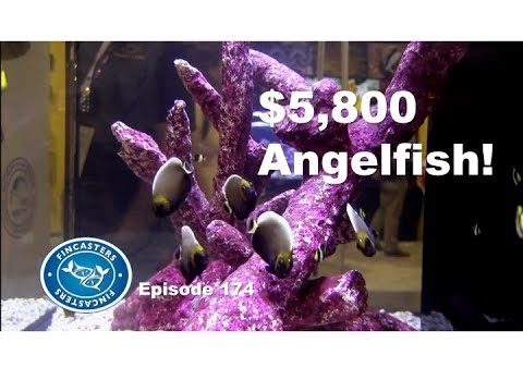 $5,800 Angelfish from POMA Labs Fincasters Episode 174