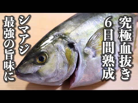 【旨味倍増】シマアジのさばき方～熟成のコツと刺身の切り方