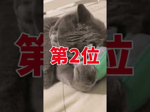 ネッコの動画見てクスッとなったら負けwww　#2ch動物スレ #動物 #猫 #shorts #2ch