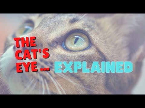 Why Cats Have Vertical Pupils | Two Crazy Cat Ladies