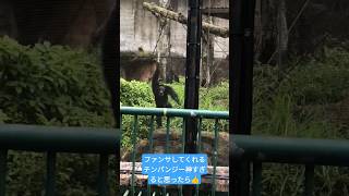 【動物園】チンパンジーさん、人間へのファンサが神すぎるw #Shorts #動物 #おすすめ #動物園