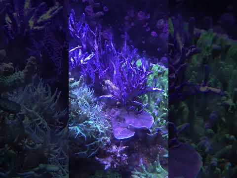 The one thing I hate about growing and selling corals