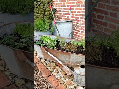 a new culinary herb garden - all in an afternoons work using a recent auction find - a vintage bath