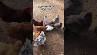 Chickens eating Greek yogurt. #chickens #backyardflock #backyardchickens