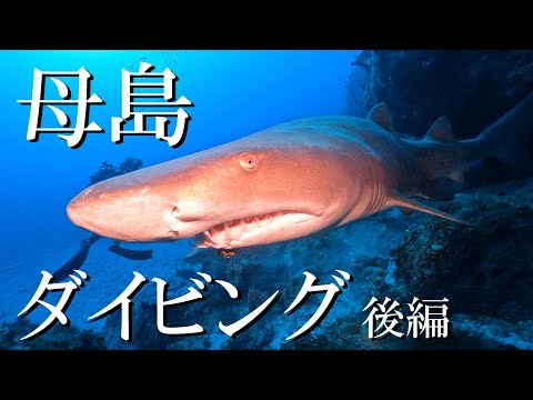 【ダイビング】小笠原諸島母島の海に潜ってみたら、まさかの水中でクジラに遭遇！！