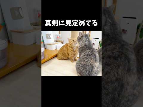 娘の機嫌を真剣に見定めてるパパあるある #猫 #マンチカン #shorts