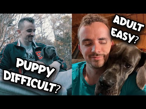 Puppy Difficult? Adult Easy?