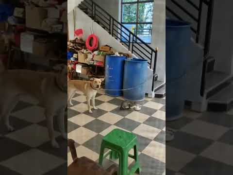 My lovely dog leo🐕n cat 🐈friendship drama#viral#dog  #dogshorts