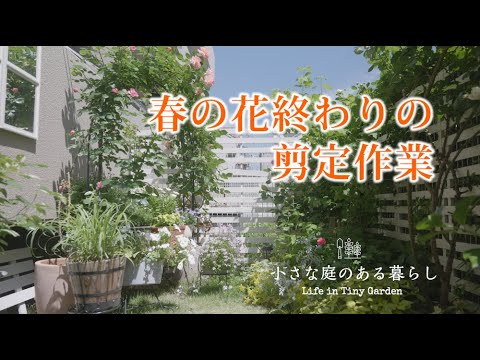 ガーデニング Vlog｜花いっぱい春の終わりの剪定作業｜ 〜小さな庭のある暮らし 163〜Gardening ｜ Life in a tiny garden