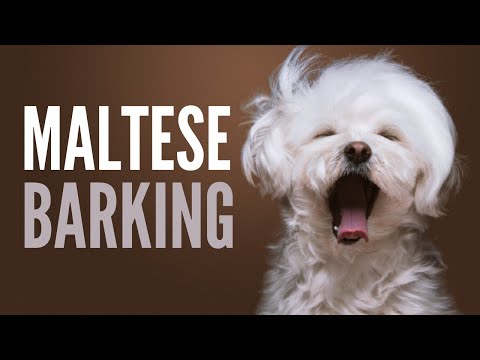 Maltese Barking Sounds To Make Your Dog REACT (Original)