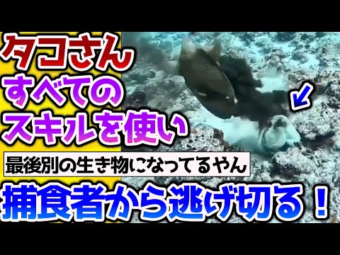 【2ch動物スレ】襲われたタコさん、すべてのスキルを駆使して捕食者から逃げ切ってしまう！！ #生き物 #2ch