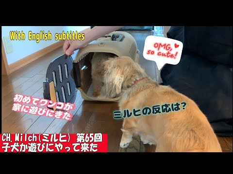 第65回子犬が遊びにやってきた　With English subtitles