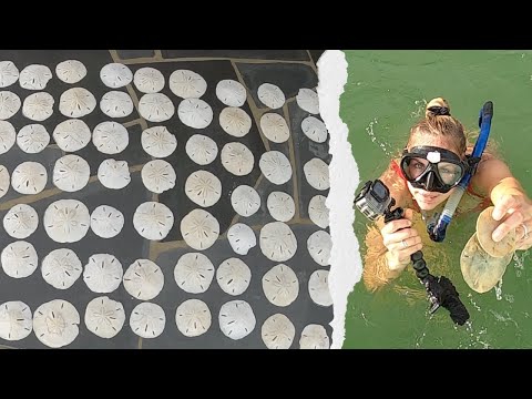 How to Find and Clean Thousands of Sand Dollars