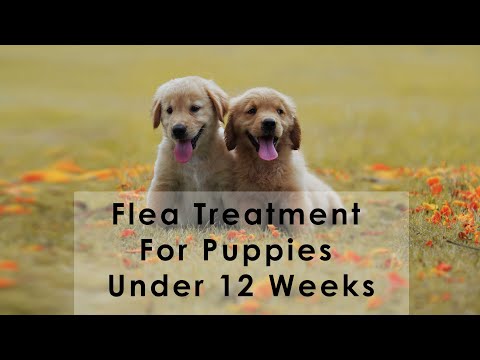 Flea Treatment For Puppies Under 12 Weeks