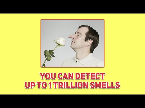 1 Trillion Smells | Nasal Cavity - Human Anatomy