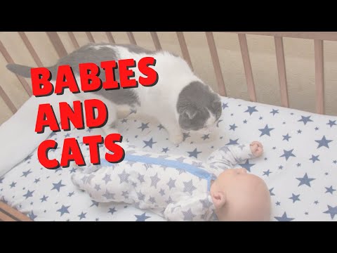 Introducing Your Cat To Your New Baby | Two Crazy Cat Ladies