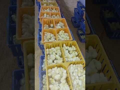 broiler chicks receiving #poultryfarm #murgifarm  #henfarm #murgi_palan #kombdi