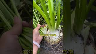 Celery Root Magic Plant It Once, Harvest for Years #farmerslife #garden #gardenin #satisfying