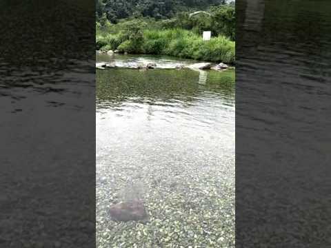 環島D41 東岳湧泉&魚