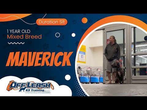 1 yo Mix Breed ~ Maverick ~ Best Mixed Breed Trainers ~ Off Leash K9 Training Phoenix