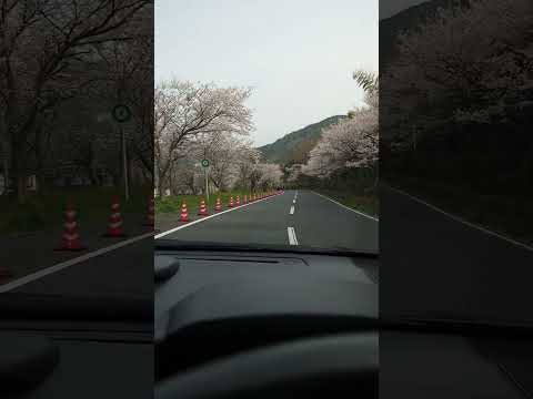 錦帯橋横の桜並木道走ってみたら最高だった。　#桜　#錦帯橋　#岩国　#花見