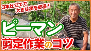 Pruning tips for growing big bell peppers taught by Japanese farmers !