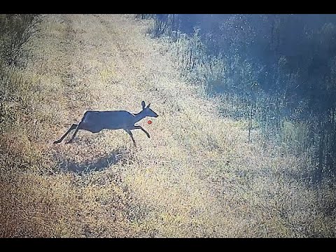 Deer Dog Drive/Dove Hunt 9/17/2022 Its Nanny Time!!!