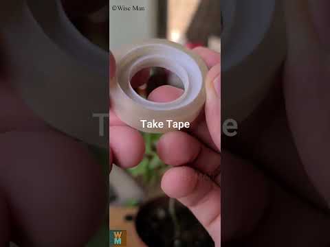 DIY Making Plant Support Using Waste Refill #youtubeshorts #DIY #plantsupport