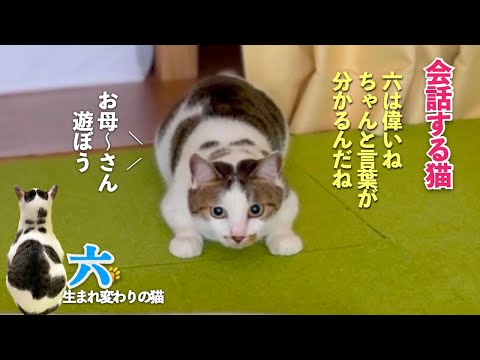 愛猫との会話で猫が言葉を理解していることが きっと分かる | 愛猫のお気に入り | [生まれ変わりの猫] 六