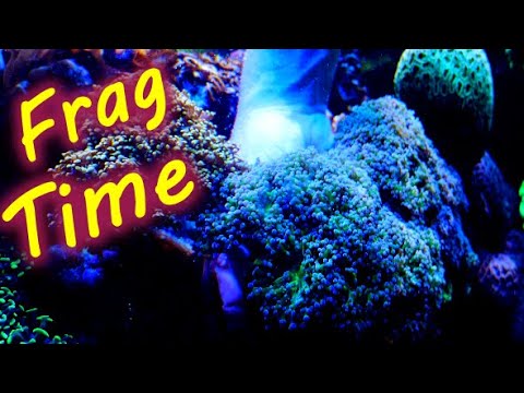 Fragging Frogspawn and SPS dealing with growth in the tank